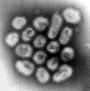 インフルエンザ流行中